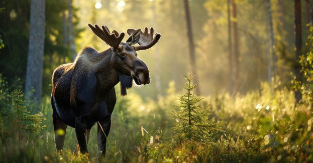 Coraz więcej łosi w lasach