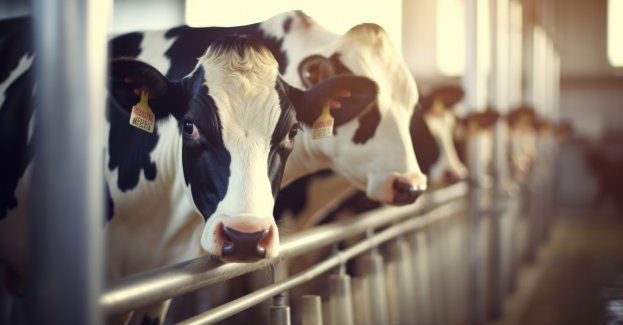 W Głogówku powstanie największa w kraju zrobotyzowana obora dla krów mlecznych