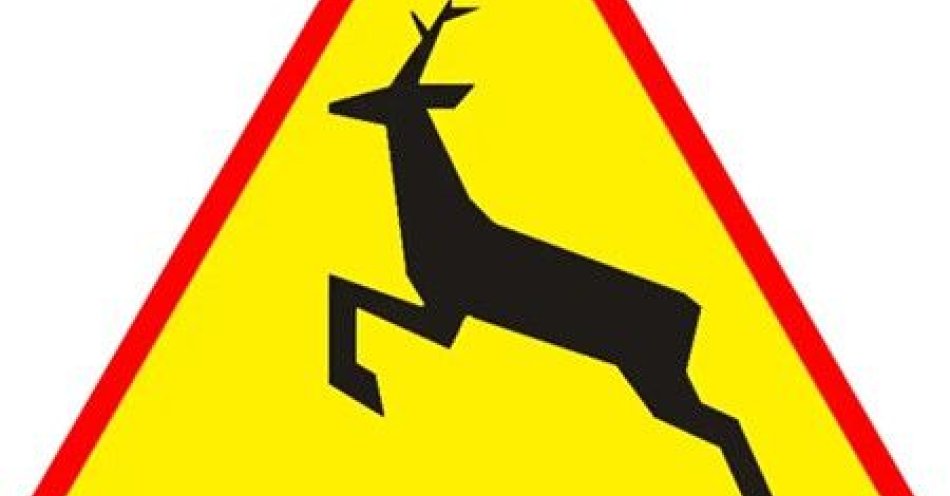 zdjęcie: Niebezpieczne spotkania z łosiami na drogach powiatu / fot. KPP w Pułtusku