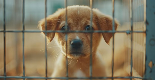 W schronisku rusza program wspierający adopcję zwierząt przewlekle chorych