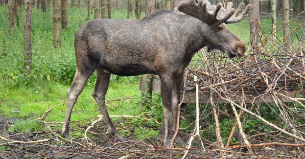 Nie żyje kierowca auta, które zderzyło się łosiem w Żółnie