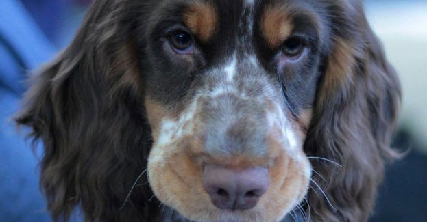 Zarzuty i policyjny dozór dla mężczyzny, który porzucił psa, przywiązując go do drzewa