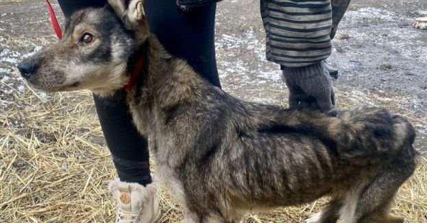 Służby wkroczyły na teren posesji i odebrały psa