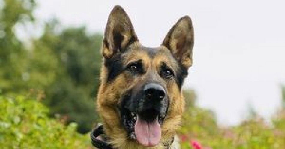 zdjęcie: PIER - pies policyjny po raz kolejny niezawodny. Doprowadził policjantów do rannego mężczyzny / fot. KPP w Stargardzie