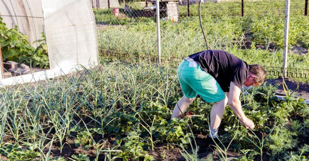 Z Rodzinnych Ogrodów Działkowych korzysta 100 tysięcy rodzin