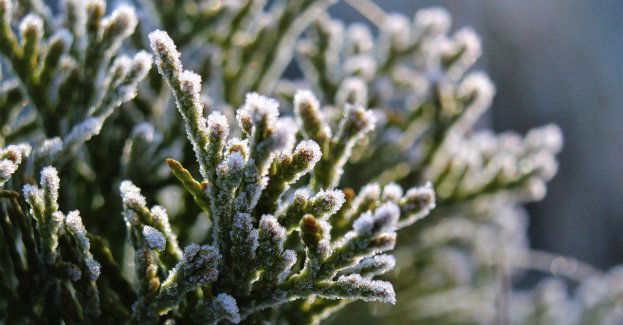 Przymrozki to katastrofa dla dolnośląskich winnic