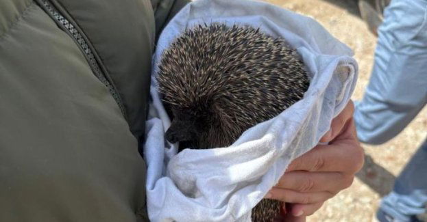 Nietypowa interwencja policjantów z Mikołajek - ratunek dla jeża