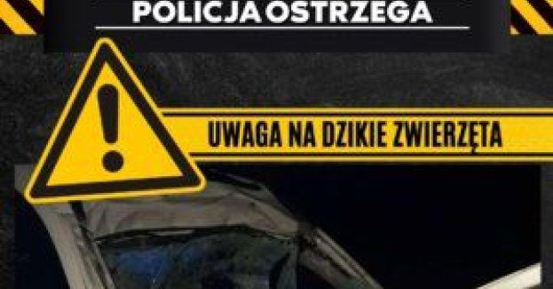 Zachowaj ostrzożność - dzikie zwierzęta na drogach!