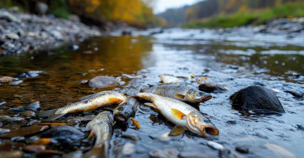 Trwa usuwanie martwego narybku z kanału wpływającego do jeziora Jamno