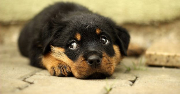 123 psy wydane do tymczasowej adopcji; wszystkie zwierzęta są bezpieczne