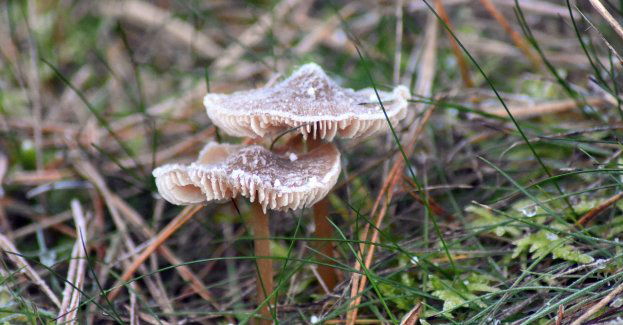 W nocy na krańcach północno-wschodnich temperatura spadnie do minus 3 st. C