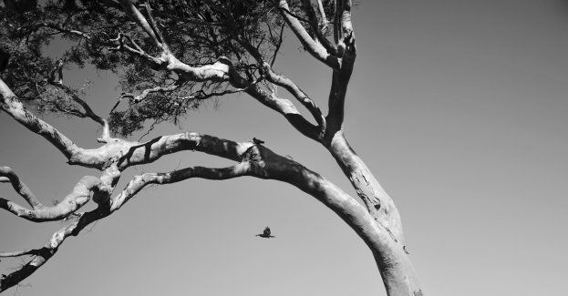 Ostrzeżenie II stopnia przed silnym wiatrem