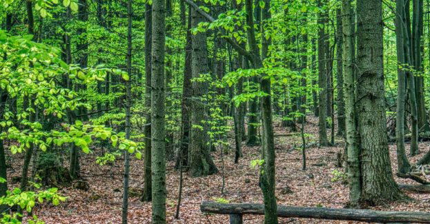 Do końca roku zostaną wyznaczone pierwsze tzw. lasy społeczne i lasy cenne przyrodniczo