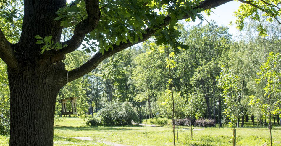 zdjęcie: W mieście powstanie nowy park leśny / v11607840