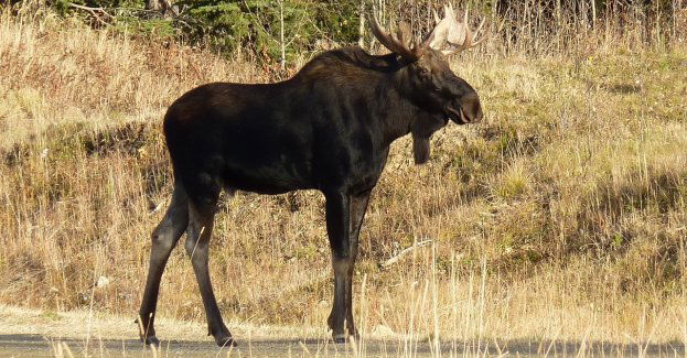 Zderzenie auta z łosiem; policja apeluje o ostrożność