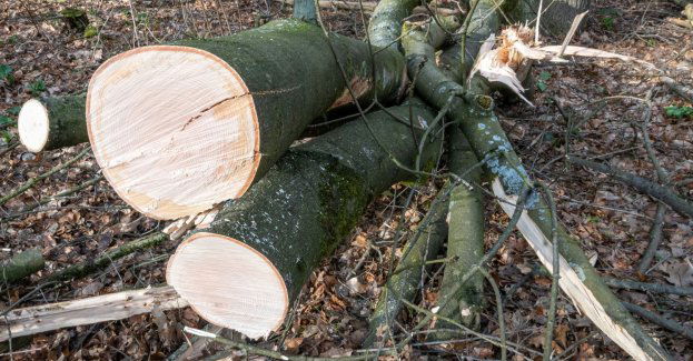 Po wichurach ok. 10 tys. odbiorców bez prądu; strażacy wyjeżdżali ponad 280 razy (aktl.)