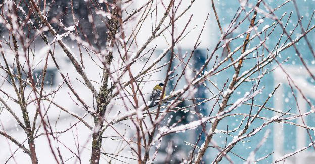 Śnieg i deszcz ze śniegiem na północnym wschodzie i wysoko w górach