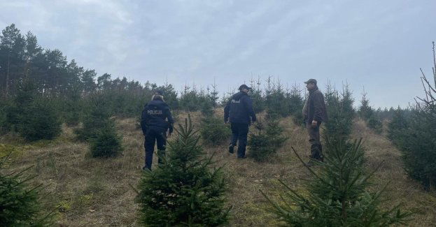 Policja i leśnicy sprawdzają legalność choinek przed świętami