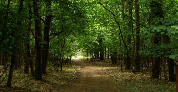 Ogłoszenie Wydziału Lasów Miejskich - projekt uproszczonego planu urządzenia lasu