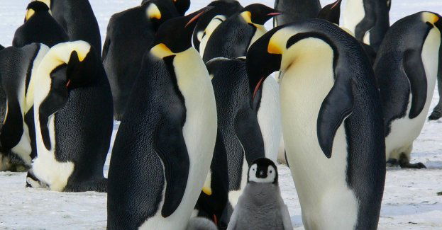 W zamojskim zoo zamieszkają pingwiny; latem rozpocznie się inwestycja za 10 mln zł