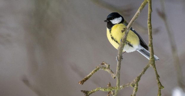 Ptasie ferie - jakie gatunki i dlaczego spotkamy najczęściej w mieście