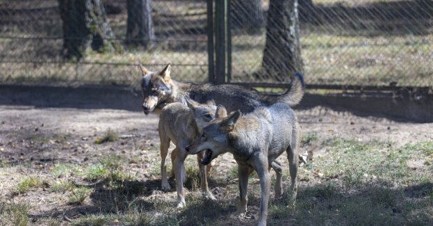 Komisja środowiska o problemie wilków na Podkarpaciu