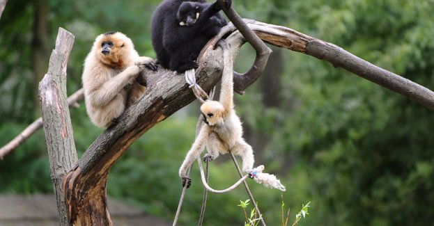 Ogłoszono przetarg na projekt nowej małpiarni w stołecznym zoo