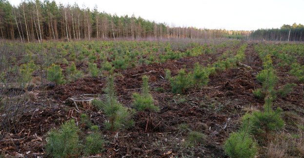 Posadź własny las i weź pieniądze – nabór wniosków dobiega końca