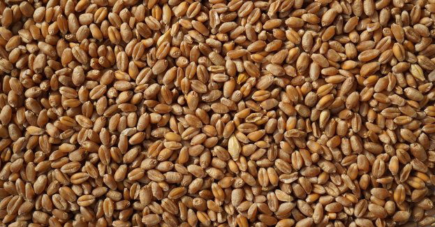 Policja wyjaśnia szczegóły wysypania zboża z ukraińskich tirów przed Dorohuskiem