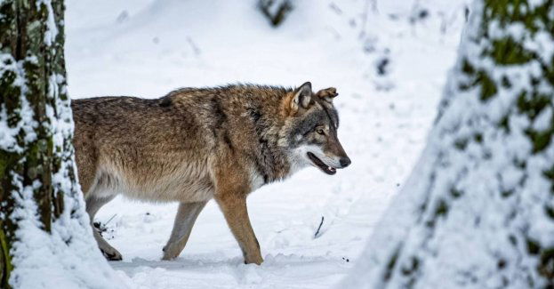 Tylko w lasach regionu obok siebie żyją m.in. niedźwiedzie, wilki i żubry