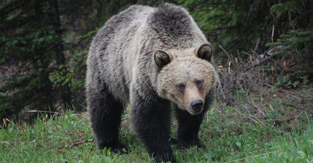 Niedźwiedź w regionie tarnowskim