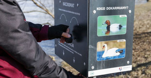 Dzikie zwierzęta zimą - specjaliści Zakładu Zieleni Miejskiej radzą, jak mądrze pomagać