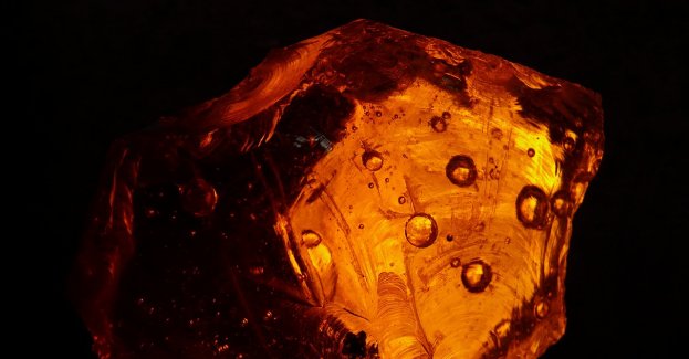 Prokuratura umorzyła sprawę kradzieży z włamaniem inkluzji pasikonika z Muzeum Bursztynu