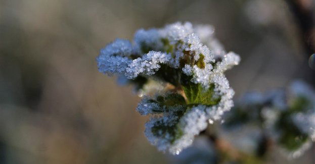 Ostrzeżenie pierwszego stopnia przed przymrozkami na wschodzie regionu