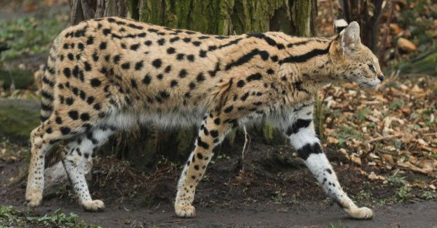 Serwal sawannowy, który uciekł z posesji, wrócił do domu