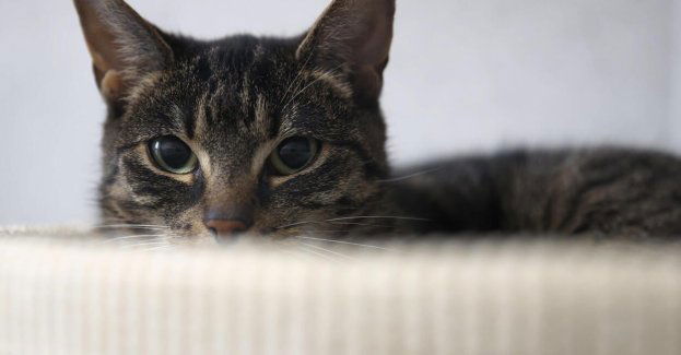 Protest wolontariuszy z Palucha: rośnie śmiertelność kotów; spada odsetek adopcji