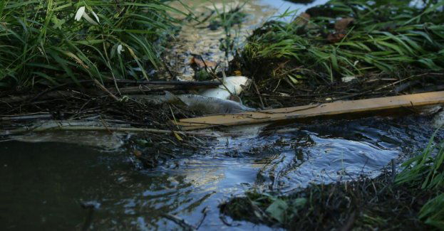 Zespół zarządzania kryzysowego zebrał się w sprawie śniętych ryb na Odrze