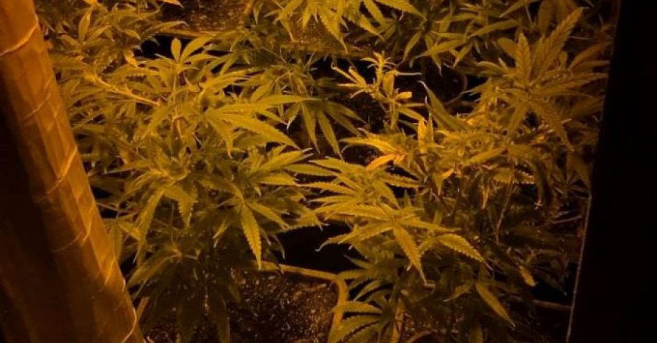 zdjęcie: Zatrzymany po odkryciu 12 krzewów i 400 g marihuany / fot. KWP w Bydgoszczy