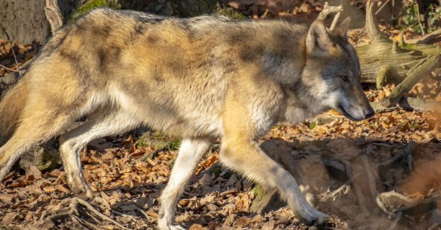 Zamiast straszenia wilkiem - edukacja!