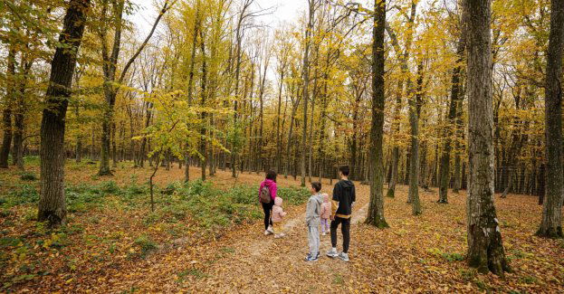 Powstała ścieżka terapii leśnej - spacer po lesie wspomaga leczenie