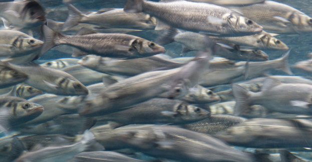 Śledziowe żniwa na Zalewie Wiślanym