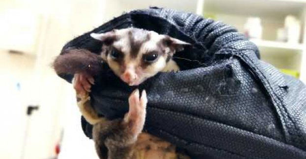 Latający wiewiór na balkonie