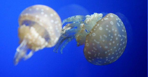Meduzy są sprytniejsze niż się wydawały