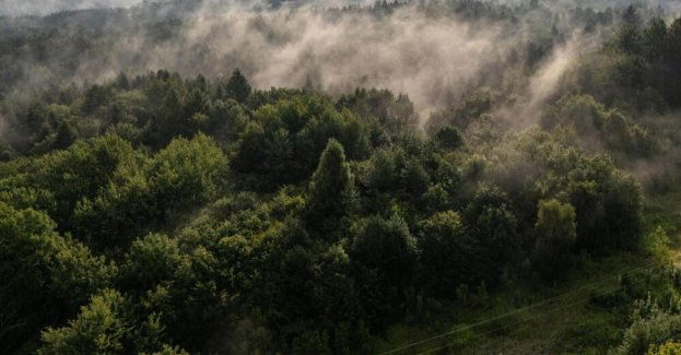 Europejskie lasy pochłaniają coraz mniej węgla