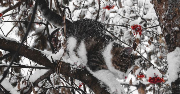 Podczas niskich temperatur zadbajmy o zwierzęta