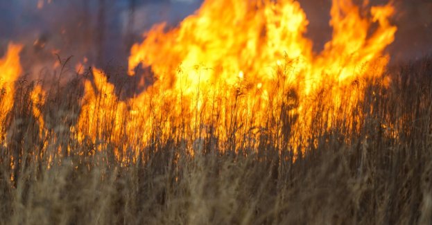 Strażacy gaszą pożar trzcinowisk w Biebrzańskim Parku Narodowym (aktl.)