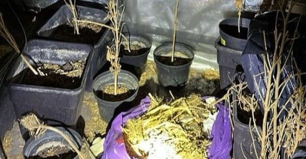 Nielegalna plantacja marihuany zlikwidowana przez policję