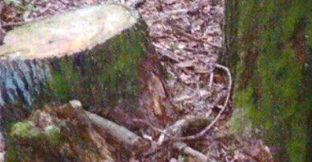 Różnorodne drzewa łupem złodziei