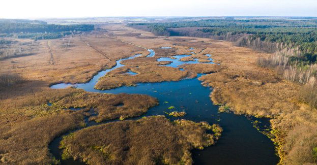 Powstało sześć nowych rezerwatów chroniących obszary bagienne