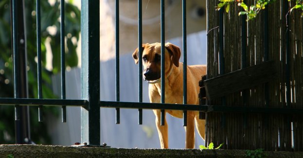 Ksiądz, który kopał psa, dostał upomnienie od metropolity